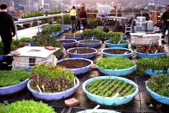 Ideias para reciclar Pneus no Jardim e hortas podem ser ótimas ideias para sustentabilidade do nosso planeta!